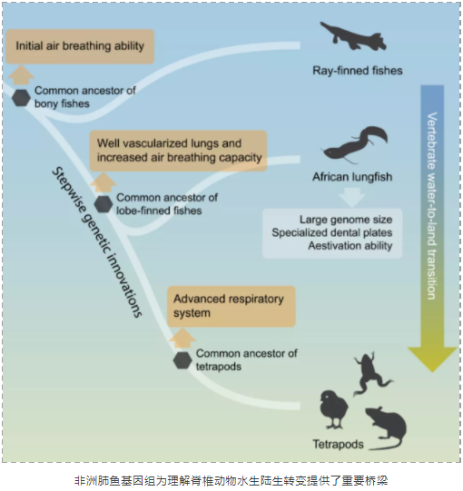 脊椎动物从水生到陆生的演化之谜-5.png