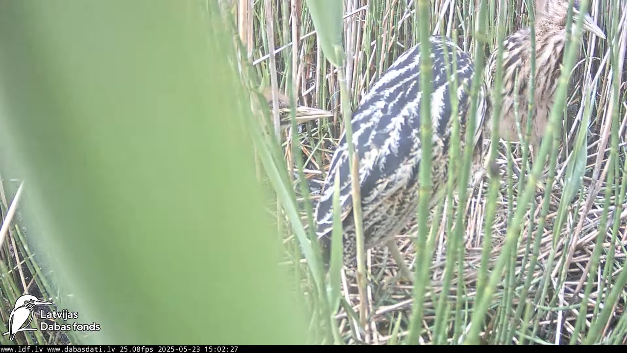 LDF Lielais dumpis (Botaurus stellaris) Zemītes pagastā 17-34-52 screenshot