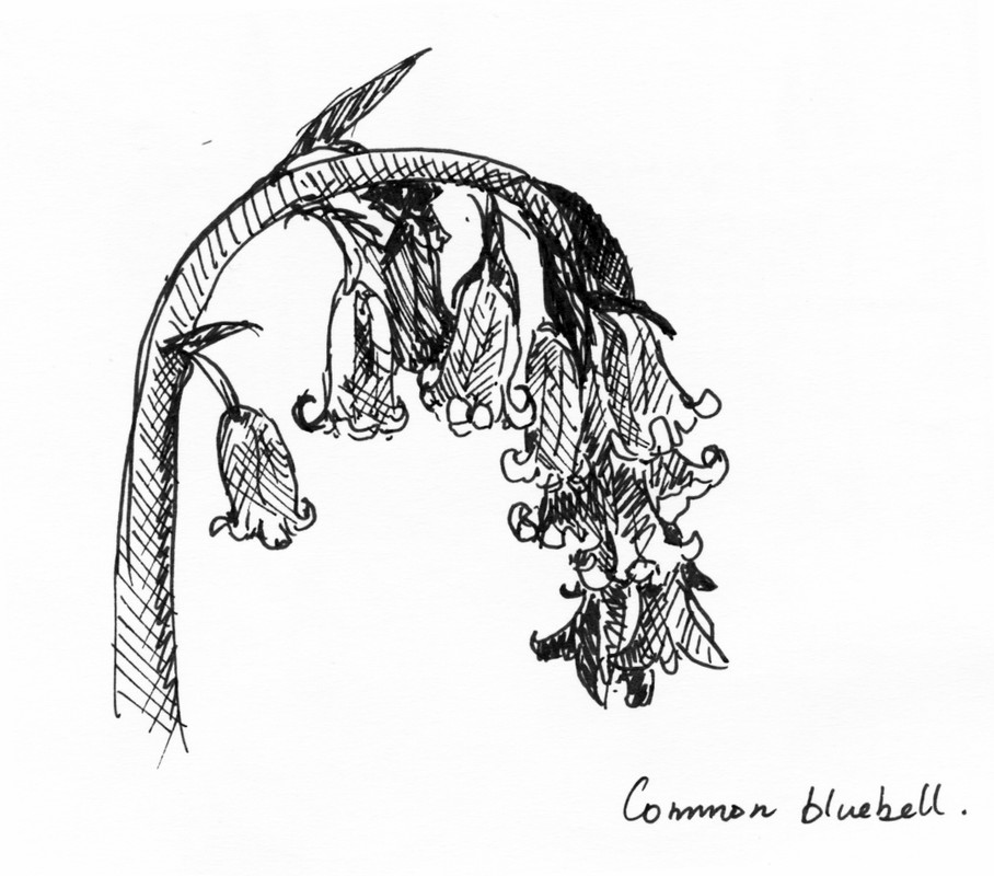 Common Bluebell