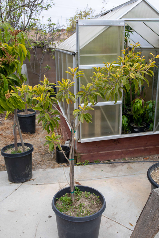 8U1A0891  Butterscotch Sapodilla Tree in #15 Squat Pot (5-3-24)