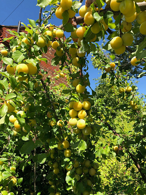 Plums-august-2020-HD.jpg