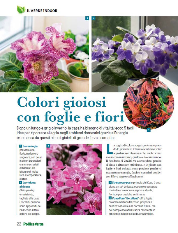 Pol Ver Feb 2026 (5)