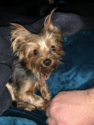 Annabelle-Potgieter