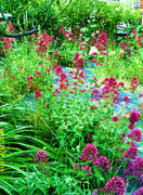 My naturalistic garden Red-valerian-gift