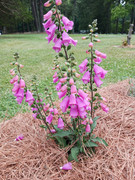 2023-06-20 Closeup [1] Foxglove