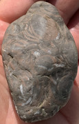 Caliza con fósiles de conchas IMG-6507