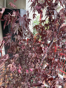 IMG-3494