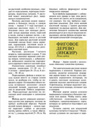 Plodovy-sad-v-komnate-2002-21