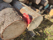 IMG_20211003_131241 (1)