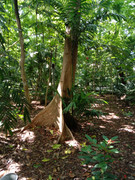 Arroceros-Forest-Park-Manila-Bagras20260715-142459