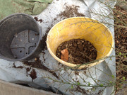 Erdproduktion und Zubereitung 2015  (105)