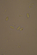 [Obrázky: DSC-0196.jpg]