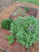 2023-04-28 Early Spring herb garden