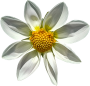 Blossom-Elements-38