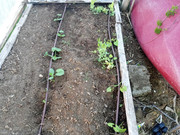 [Image: garden1.jpg]