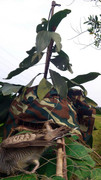 Terong-Perak-270313-(3)