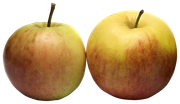 0-1c1a26-a4fe0567-orig