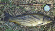 [Image: carp2.jpg]