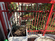 IMG-3772