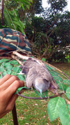 Parit-Sulong-Johor-260513-(3)
