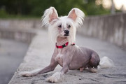 chien-nu-de-chine-couche-sur-une-marche.jpg