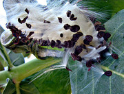 Seed-Calotropis-procera.jpg