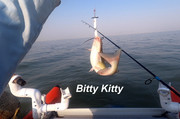[Image: BITTY-KITTY.jpg]