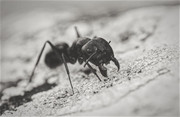 Messor barbarus (European Harvester Ant) - JUS_7472 - NTRL 1902