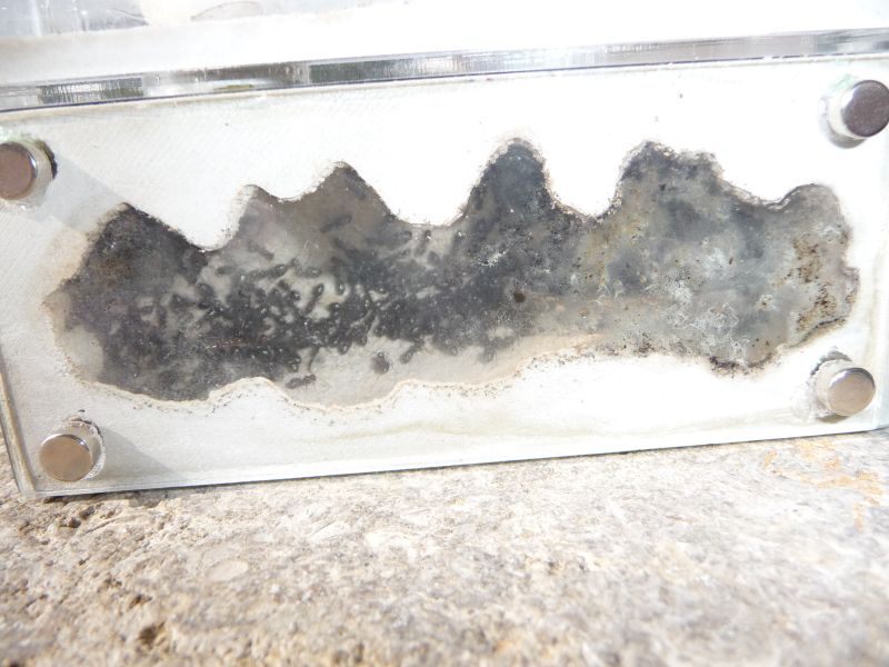 0310-lateralis1.jpg