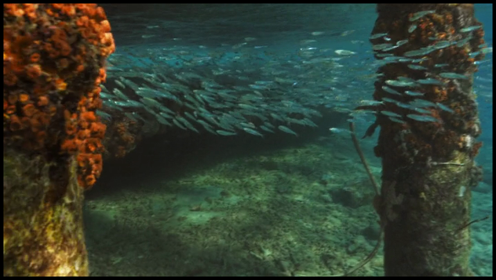 [Image: bjl05we6sug8.png]