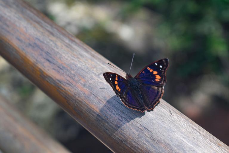В джазе только девушки или аргентинско-бразильский калейдоскоп В джазе только девушки или аргентинско-бразильский калейдоскоп