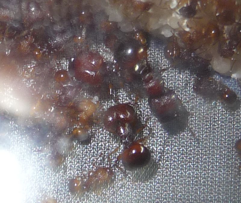 2101-new-eggs.jpg