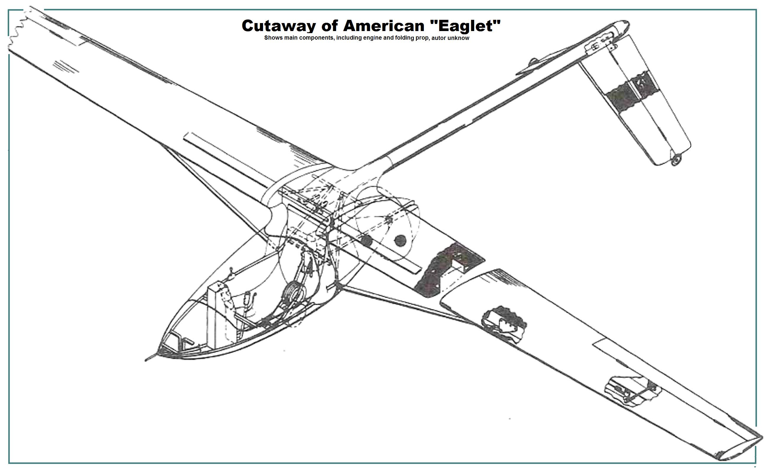 Cutaway-American-Eaglet-cutaway-001.jpg