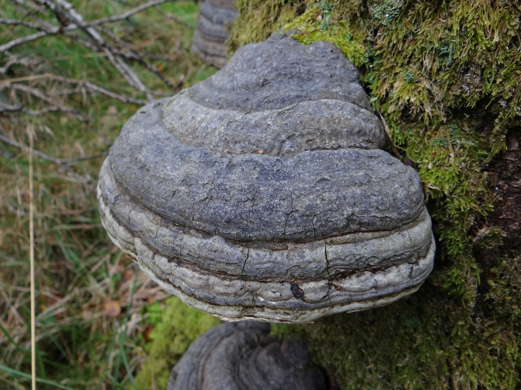 HORSE'S HOOF 2