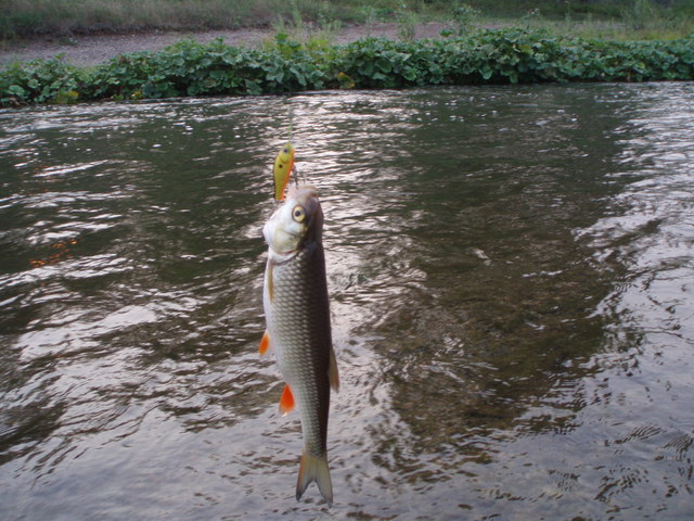 сегодня голавлик