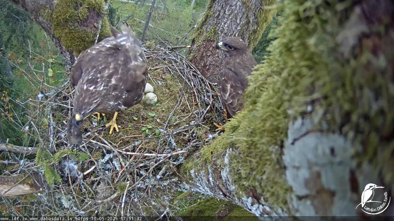Melnās klijas (Milvus migrans) Kurzemē_ peļu klijāni (Buteo buteo) 14-9-52 screenshot