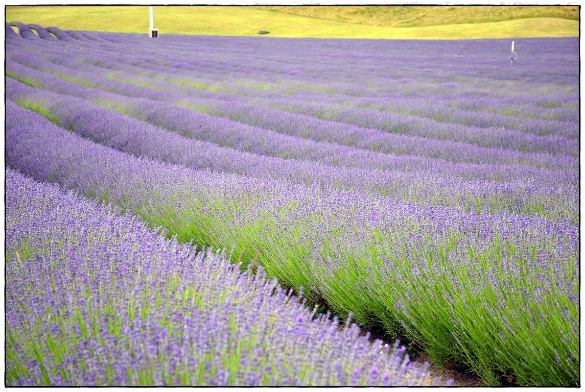 ¿Lo mejor de la isla Sur en 9 días? (Navidad 2018) - Escapadas y rutas por la Nueva Zelanda menos conocida (54)