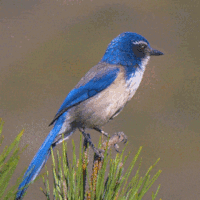 blue-and-white-av.gif