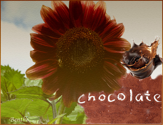 Zonnebloem-choclate
