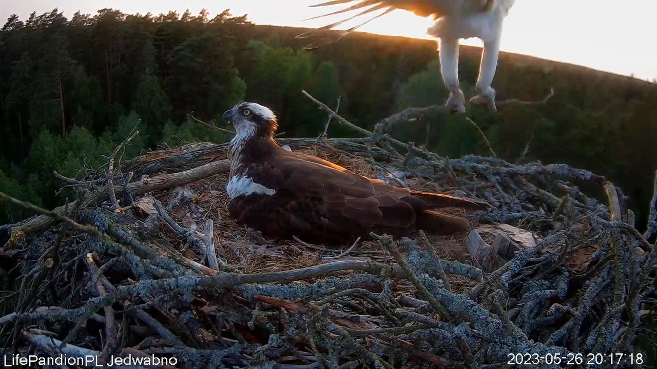Rybołowy Online Puszcza Napiwodzko-Ramucka _ Ospreys Online in Napiwodzko-Ramucka Forest 11-2-16 scr