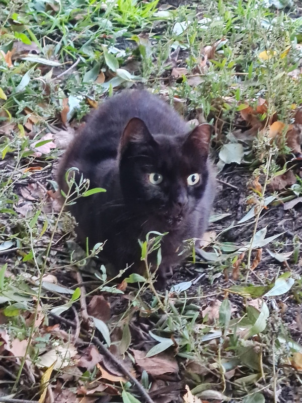 киса под дождем