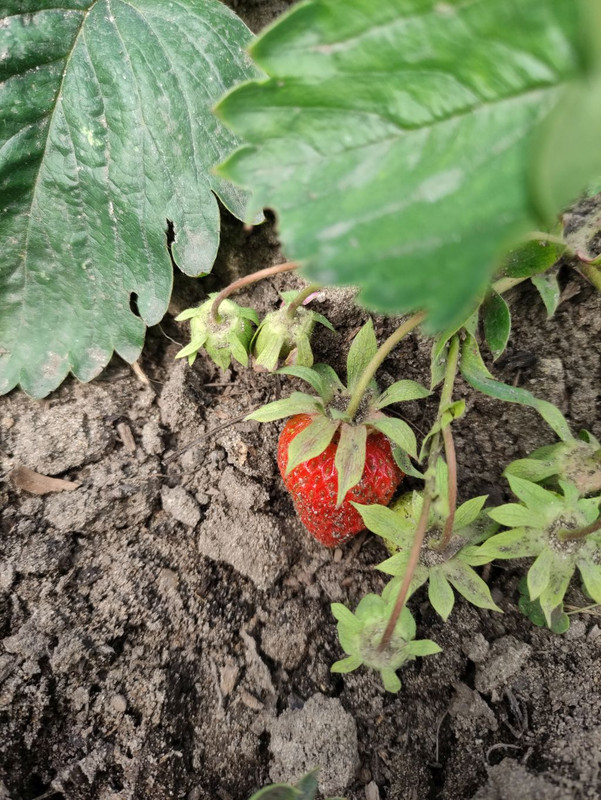 erdbeeren-rot.jpg