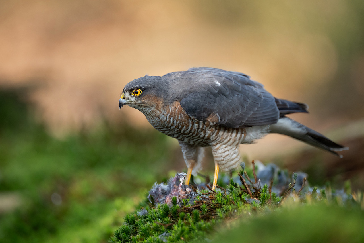Sperwer met een geslagen vink voor de vogelhut