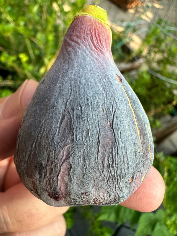 figs-106.jpg