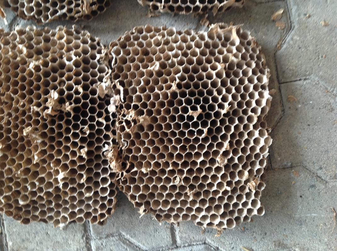 Hornissen Nest und Waben Winter 2015 (14)