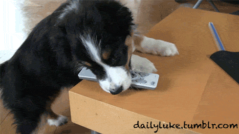 DUoV.gif