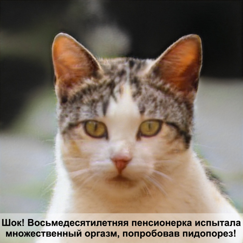 таблица окрасы кошек названия