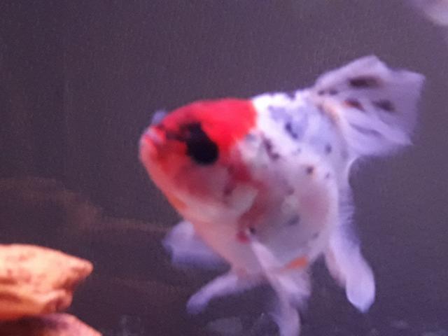 20180919_231023(0)_resized