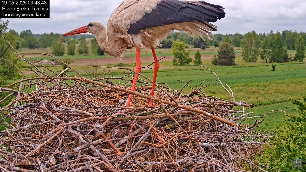 19052025bociany16