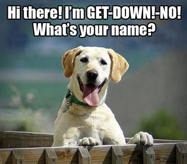 Dog-my-name-is